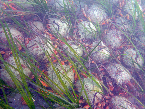 Spiny Spider Crab, Tréhénette, photo 7 of 10