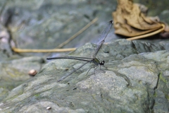Psolodesmus mandarinus dorothea