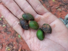 Terminalia tetraphylla