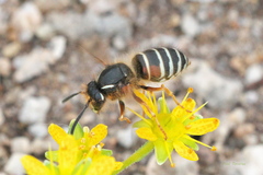 Dolichovespula albida
