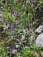 Erigeron borealis