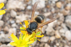 Dolichovespula albida