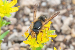 Dolichovespula albida