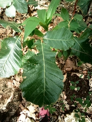 Quercus liebmannii