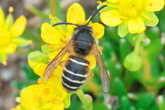 Dolichovespula albida