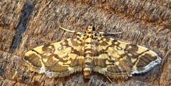 Apogeshna stenialis