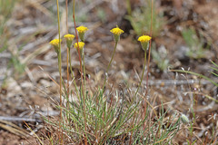 Erigeron bloomeri bloomeri