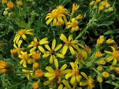 Senecio sarracenicus