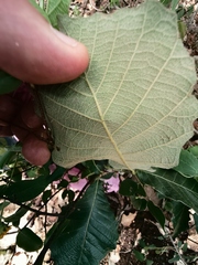 Quercus liebmannii