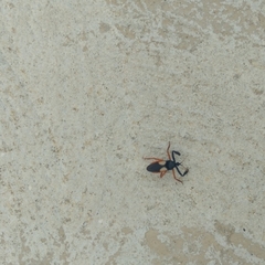 Calliclopius nigripes