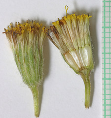 Erigeron bloomeri bloomeri