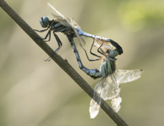 Orthetrum albistylum