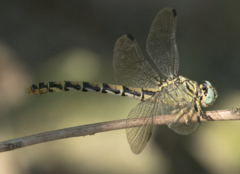 Onychogomphus forcipatus