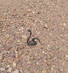 Hemachatus haemachatus