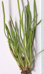 Erigeron bloomeri bloomeri