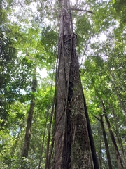 Terminalia tetraphylla