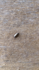 Porcellio spinicornis