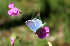 Polyommatus daphnis
