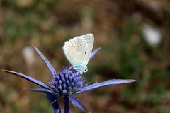 Polyommatus daphnis