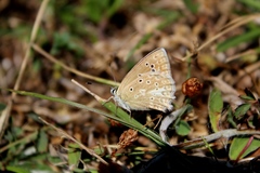 Polyommatus daphnis