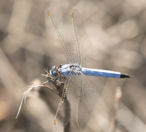 Southern Skimmer