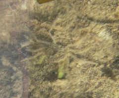 Halicarcinus