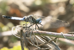 Orthetrum albistylum