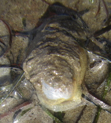 Papawera zelandiae