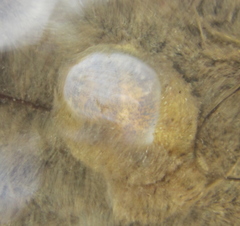 Papawera zelandiae