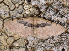 Idaea intermedia