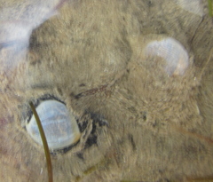 Papawera zelandiae