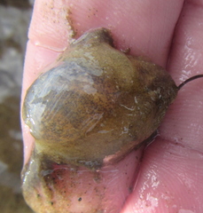 Papawera zelandiae