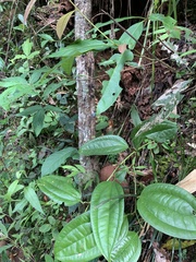 Smilax
