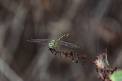 Onychogomphus forcipatus
