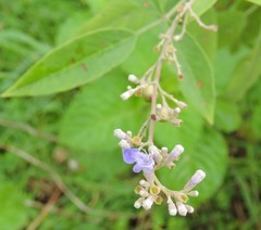 Vitex negundo