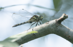 Orthetrum albistylum