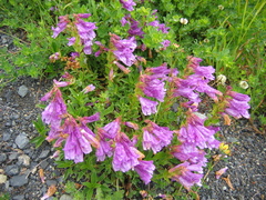 Penstemon cardwellii