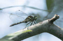 Orthetrum albistylum