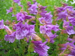Penstemon cardwellii