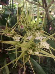 Brassia verrucosa