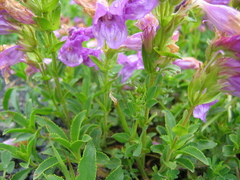 Penstemon cardwellii