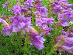 Penstemon cardwellii