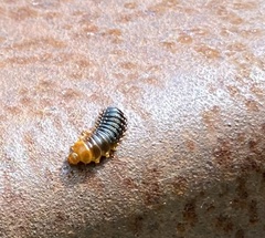 Monocesta coryli