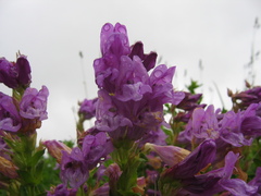 Penstemon cardwellii