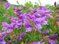 Penstemon cardwellii