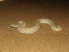 Bitis peringueyi