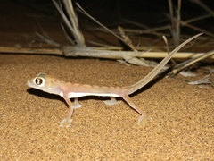 Pachydactylus rangei
