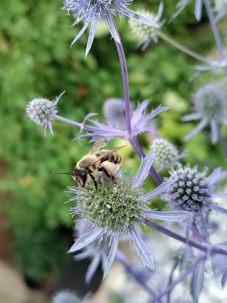 Andrena nuptialis