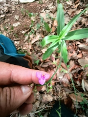 Thyrsanthemum floribundum