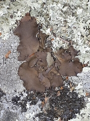 Umbilicaria muhlenbergii